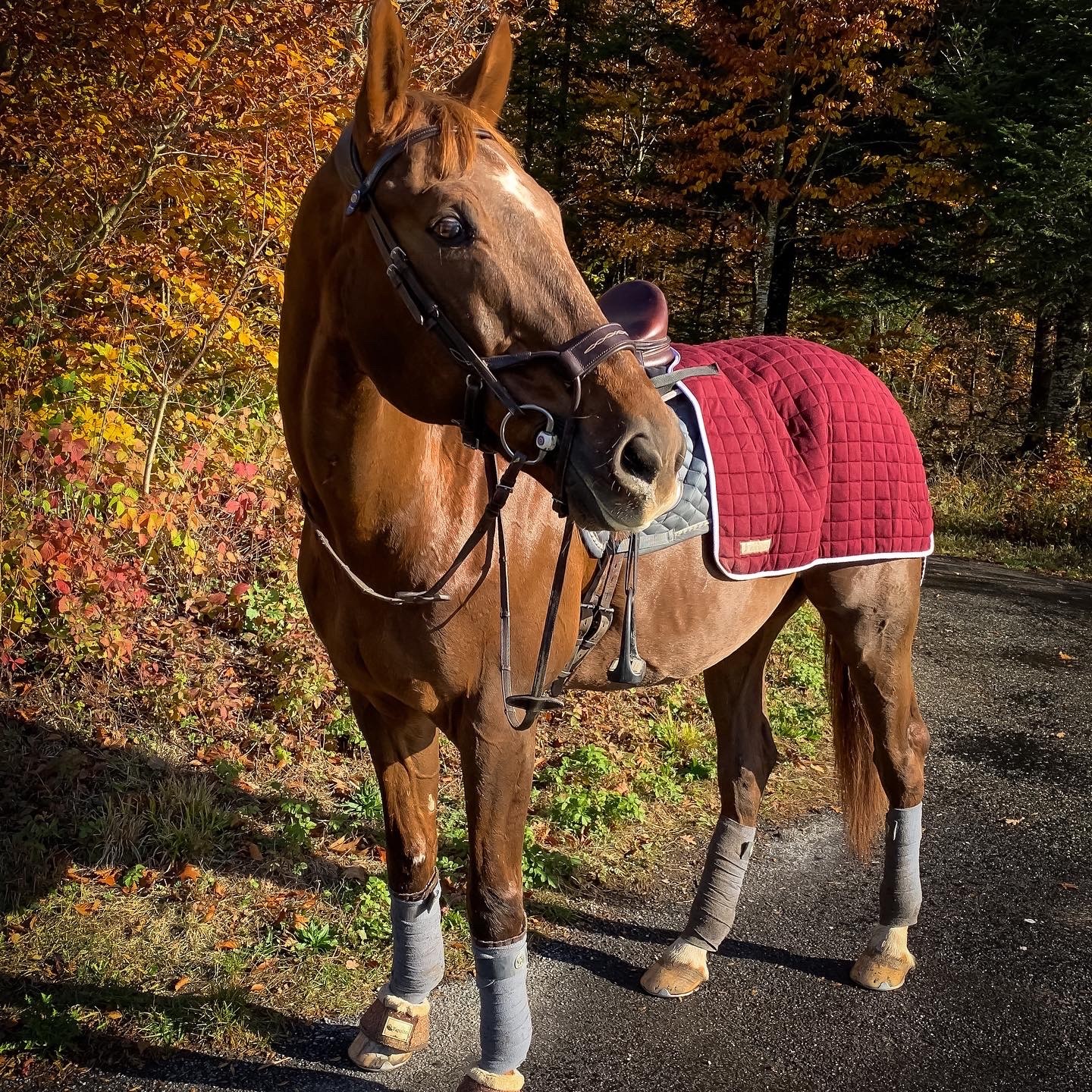 Couvre _reins_laine_cheval