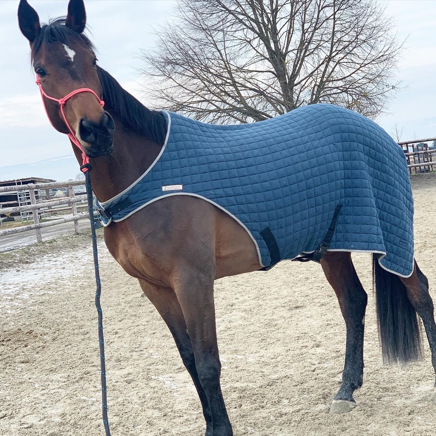 Couvre _reins_laine_cheval