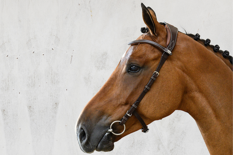 Bridle Helsinki