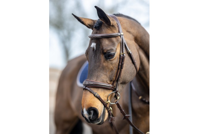 New Competition Flash Bridle