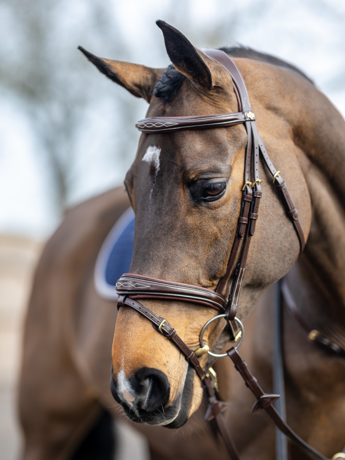 New Competition Flash Bridle