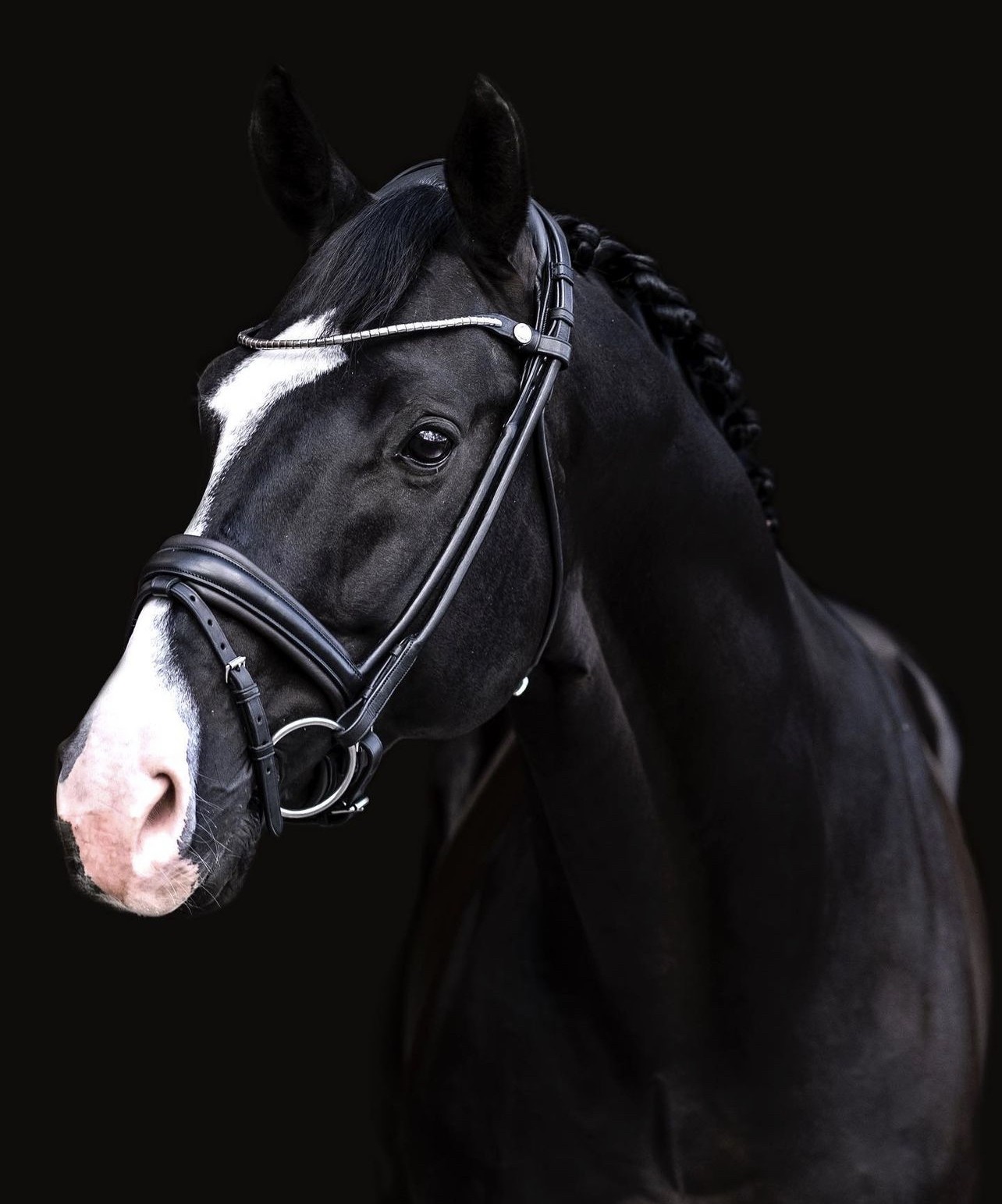 Pferde_Zaum_Cassidy
