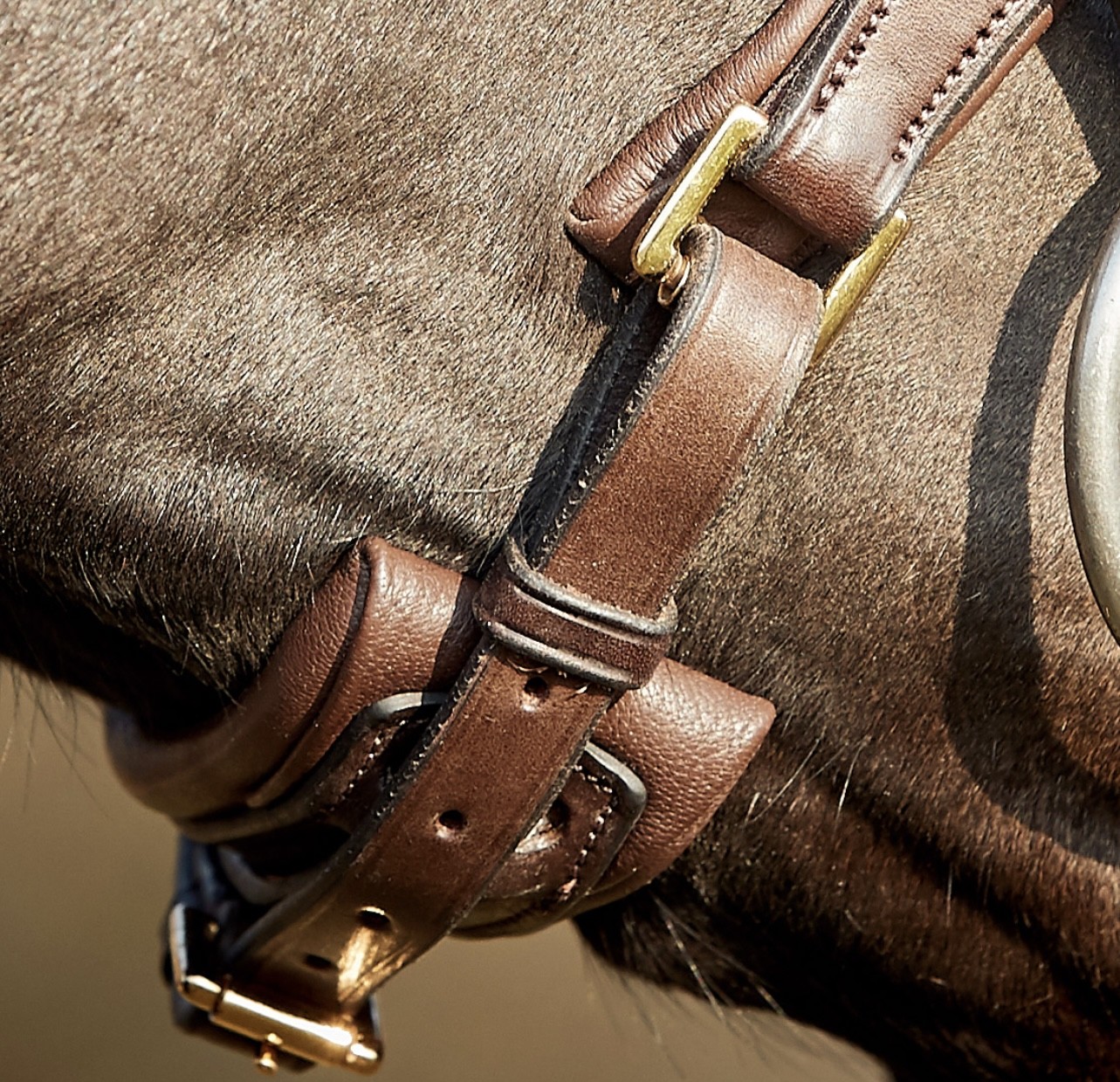 DroppedNoseband_Spirit