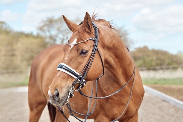 Finesse Double Bridle Cassidy