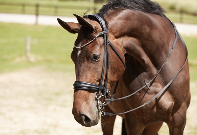 Finesse Double Bridle Cayenne