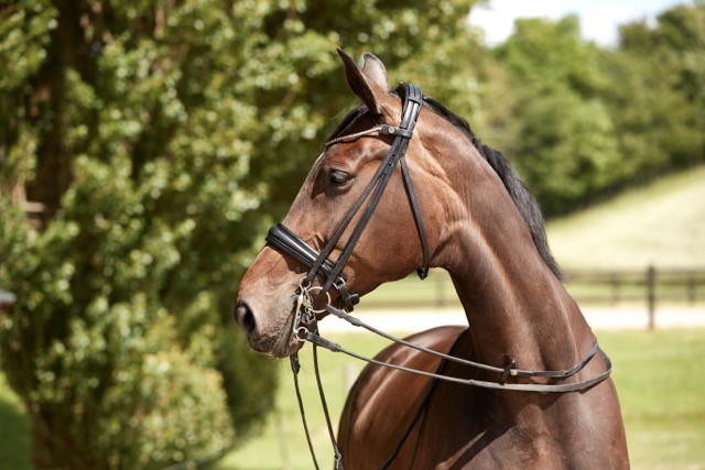 Finesse Double Bridle Cayenne