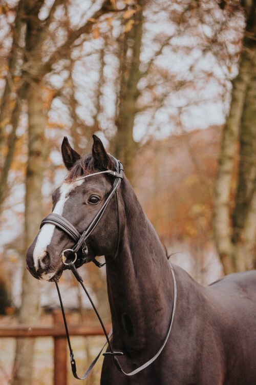Cavesson_bridle_Cassidy