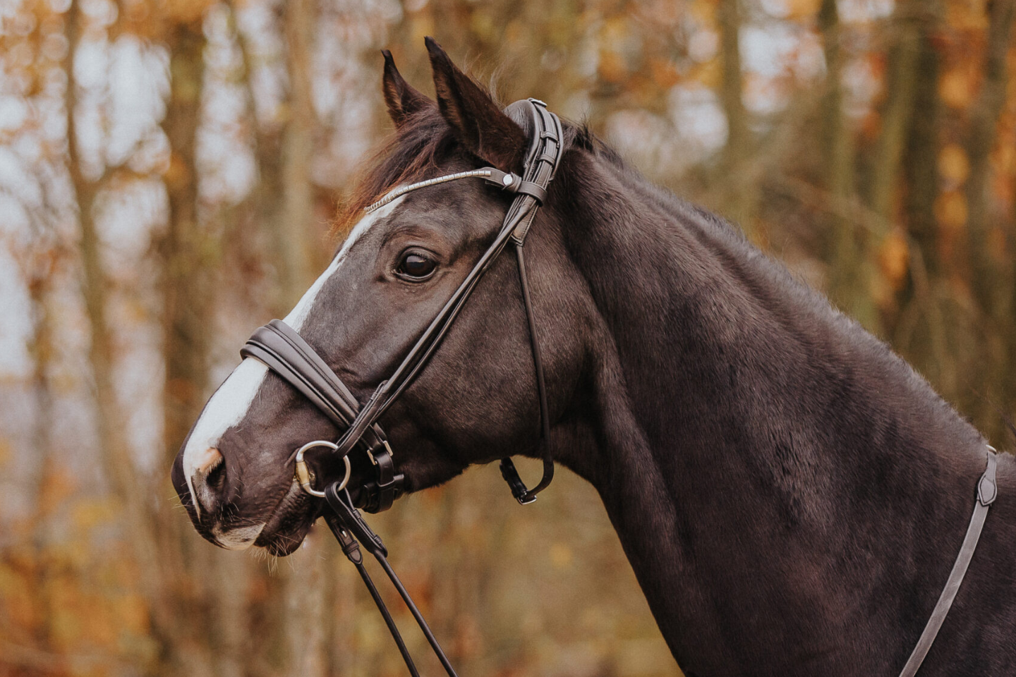 Cavesson_bridle_Cassidy