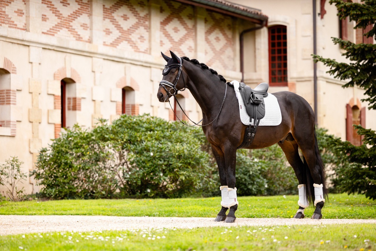Merino+ Dressage Square