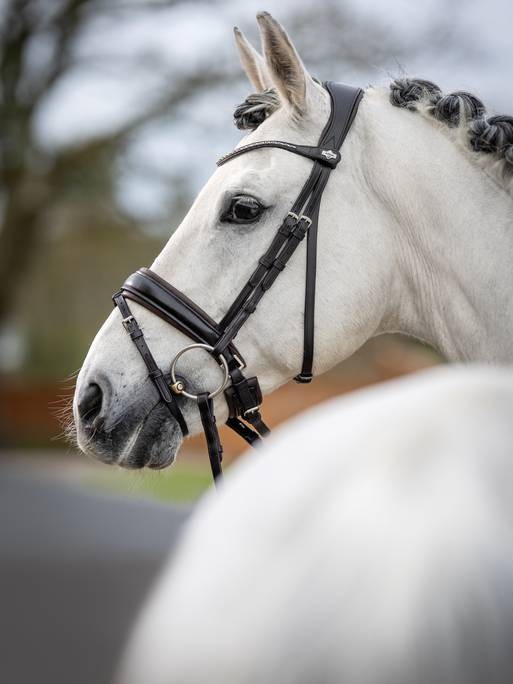Bridon de dressage_classique