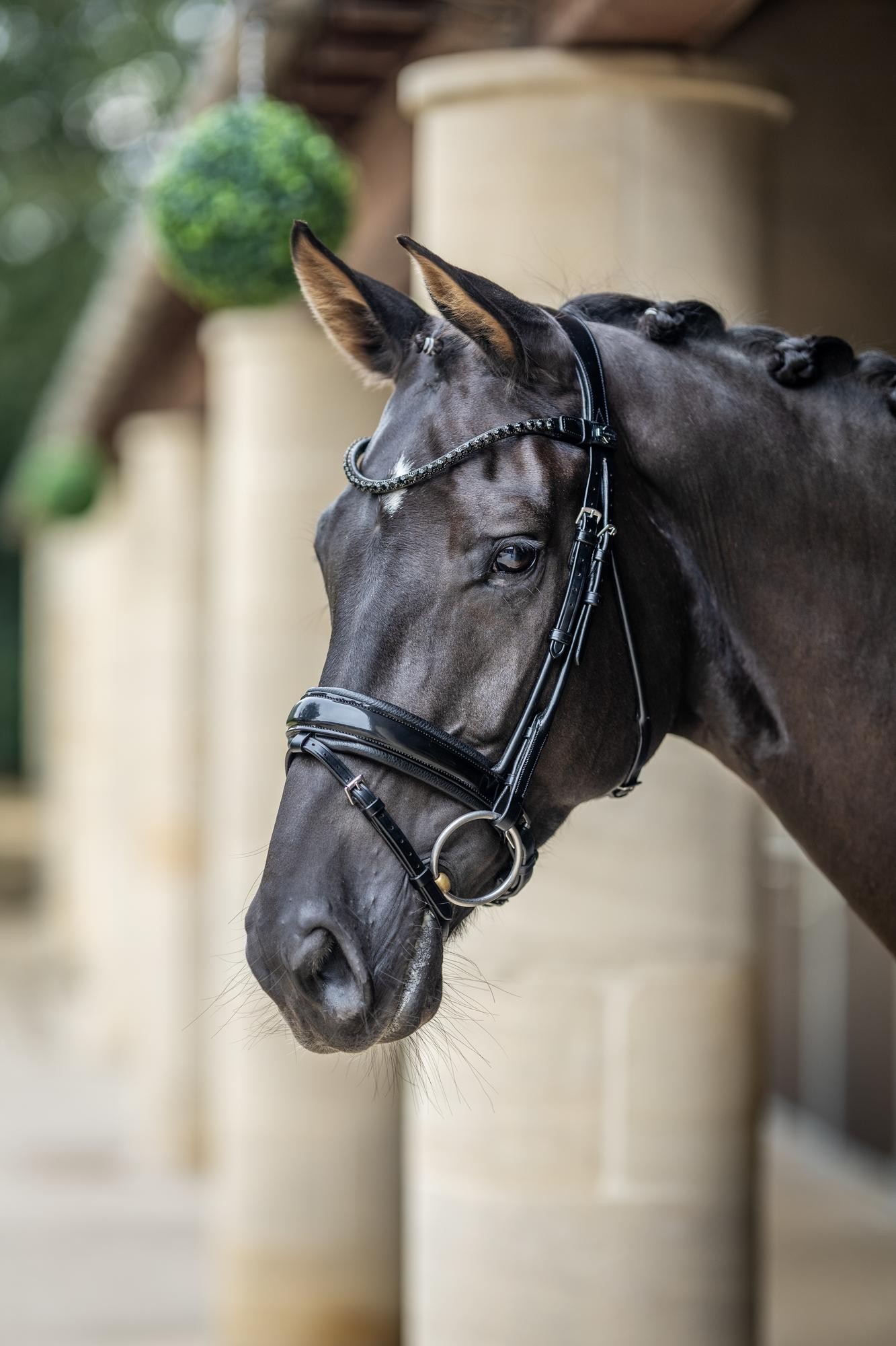 Brides_dressage_verni_LEMIEUX