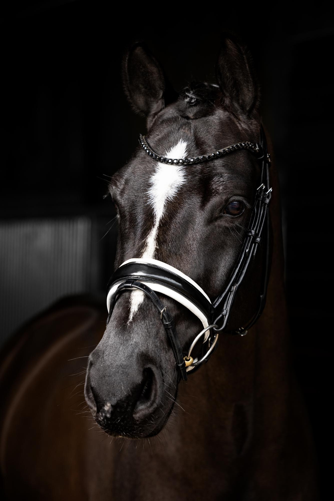 Brides_dressage_verni_LEMIEUX