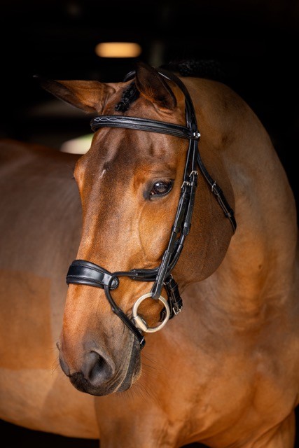 Kudos Clear Arc Bridle Black/Silver