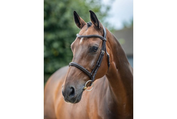 Arika Cavesson Bridle...