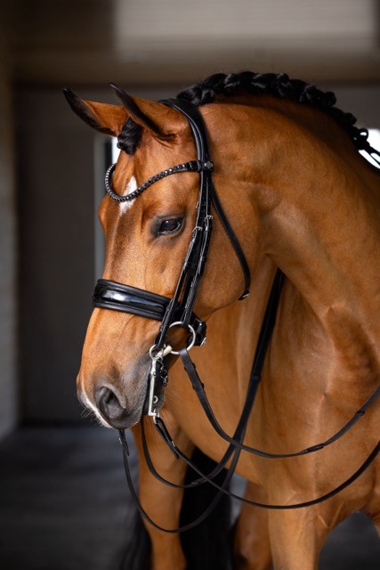 Kudos Double Bridle Black