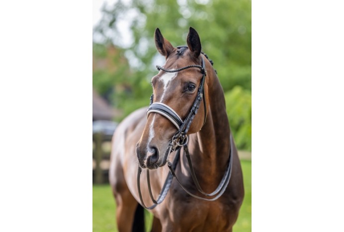 Kudos Double Bridle...