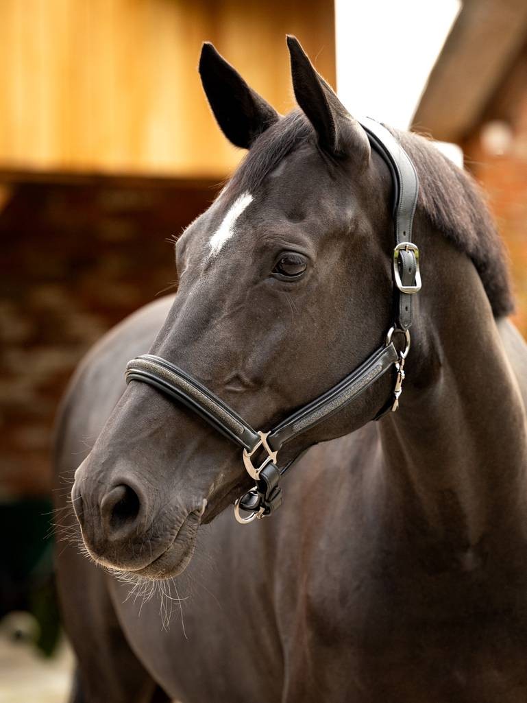Leather Crystal Headcollar Black