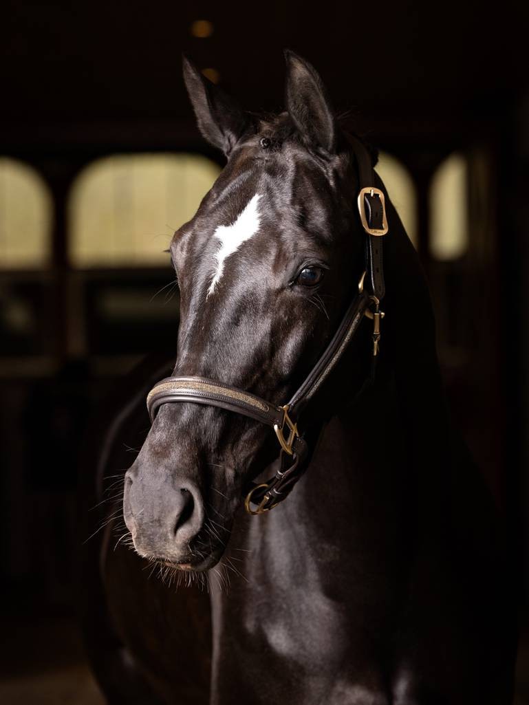Leather Crystal Headcollar Brown