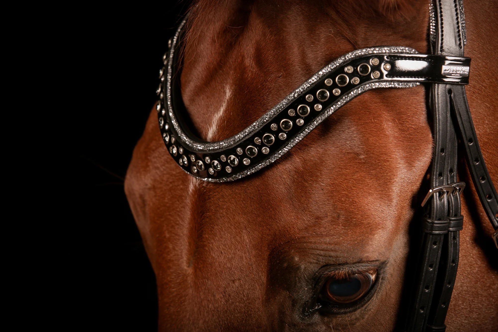 Bridle dressage_MrsRos
